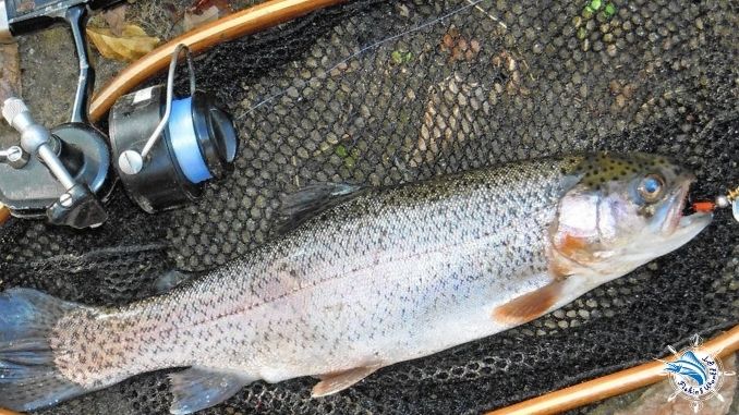 Can You Catch Trout On A Spinning Reel