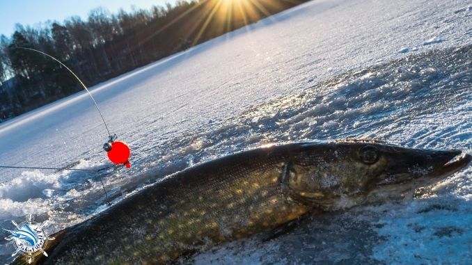 Some things about northern pike