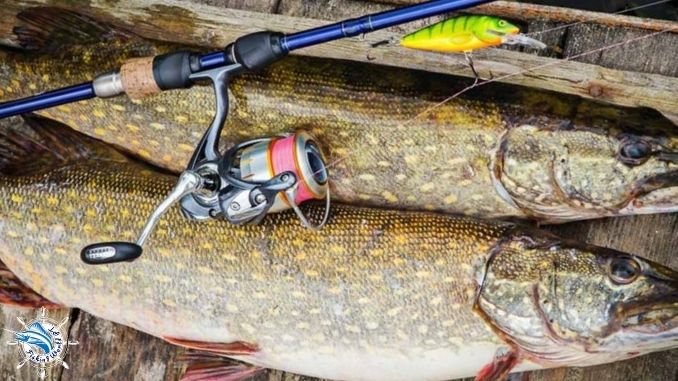What is the best reel for northern pike fishing