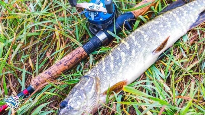 Which reel should you choose for pike fishing