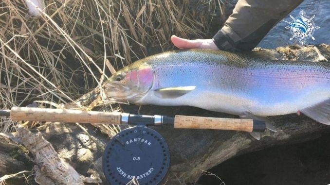 catch trout with centerpin reel