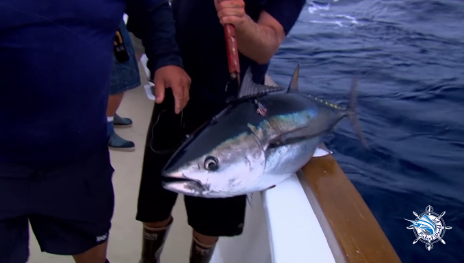 How long does it take to reel in a tuna