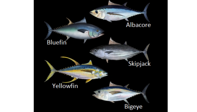 How many types of tuna are there