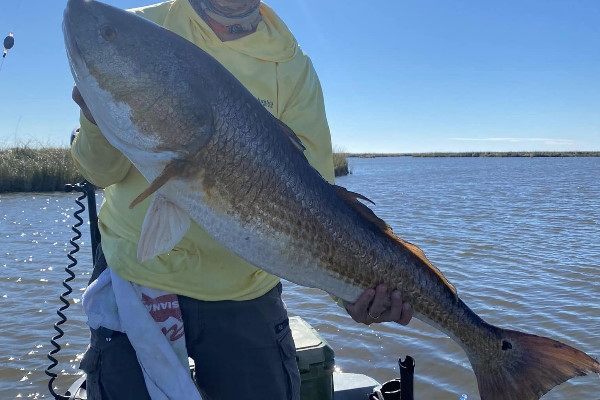 What Popular Species of Fish Can You Catch Inshore redfish