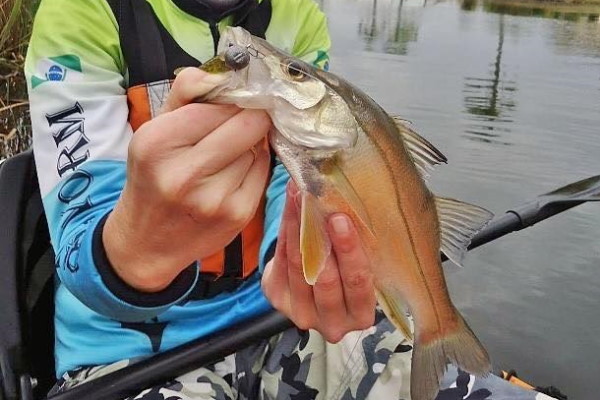 What Popular Species of Fish Can You Catch Inshore snook